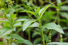 Mercurialis perennis_Joaquim Reberte