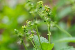 Mercurialis perennis_Joaquim Reberte