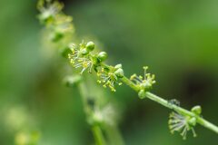 Mercurialis perennis_Joaquim Reberte