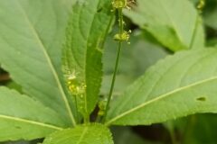 Mercurialis perennis_Merce Vallicrosa CC BY-NC