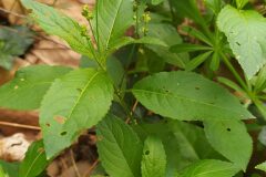 Mercurialis perennis_Merce Vallicrosa CC BY-NC