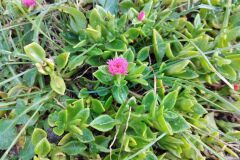 Mesembryanthemum ×vascosilvae_Josep Gesti CC BY-SA