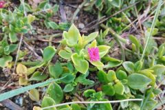 Mesembryanthemum ×vascosilvae_Josep Gesti CC BY-SA