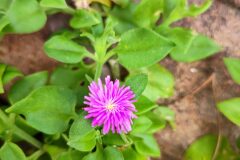 Mesembryanthemum cordifolium_Marialu Mu