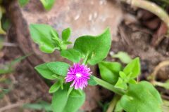 Mesembryanthemum cordifolium_Marialu Mu