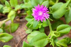 Mesembryanthemum cordifolium_Marialu Mu