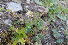 Microthlaspi perfoliatum_Josep Gesti CC BY-SA