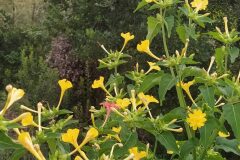 Mirabilis jalapa_Anna Manich