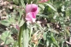 Misopates orontium_Merce Vallicrosa CC BY-NC