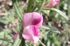 Misopates orontium_Merce Vallicrosa CC BY-NC