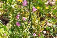 Misopates orontium_Merce Vallicrosa CC BY-NC