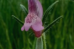 Misopates orontium_Neus Julia CC BY-SA