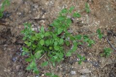 Moehringia pentandra_Joaquim Reberte