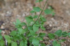 Moehringia pentandra_Joaquim Reberte