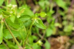 Moehringia pentandra_Jordi Bassols CC BY-NC