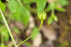 Moehringia pentandra_Jordi Bassols CC BY-NC