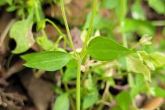 Moehringia pentandra_Jordi Bassols CC BY-NC