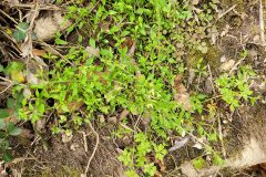 Moehringia pentandra_Jordi Bassols CC BY-NC