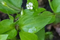 Moehringia trinervia_Merce Vallicrosa CC BY-NC