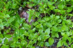 Moehringia trinervia_Merce Vallicrosa CC BY-NC