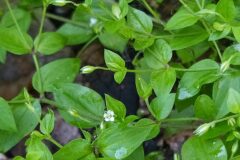 Moehringia trinervia_Merce Vallicrosa CC BY-NC