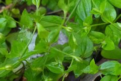 Moehringia trinervia_Merce Vallicrosa CC BY-NC