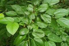 Morus alba_Roger Vila CC BY-NC