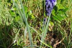 Muscari neglectum_Jordi Puyuelo CC BY-NC