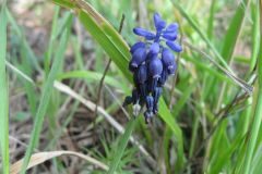 Muscari neglectum_Jordi Puyuelo