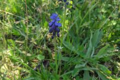Muscari neglectum_Katarzyna Zarnowiec CC BY-SA