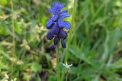 Muscari neglectum_Katarzyna Zarnowiec CC BY-SA