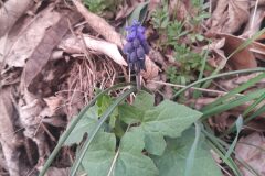 Muscari neglectum_Marc Rovira CC BY-NC