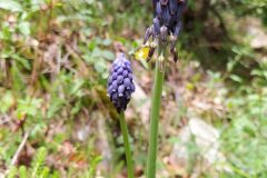 Muscari neglectum_Merce Vallicrosa CC BY-NC