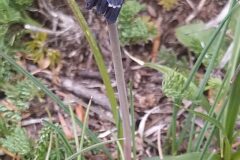 Muscari neglectum_Merce Vallicrosa CC BY-NC