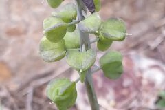 Muscari neglectum_Merce Vallicrosa CC BY-NC