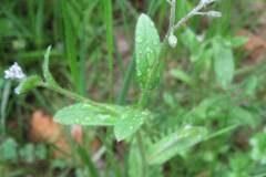 Myosotis arvensis arvensis_Jordi Puyuelo