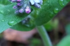 Myosotis arvensis arvensis_Merce Vallicrosa CC BY-NC