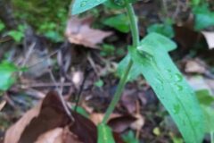 Myosotis arvensis arvensis_Merce Vallicrosa CC BY-NC