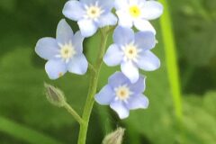 Myosotis decumbens teresiana_Joanjo Garcia CC BY-NC