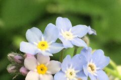 Myosotis decumbens teresiana_Joanjo Garcia CC BY-NC