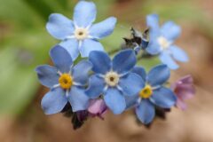 Myosotis decumbens teresiana_Merce Vallicrosa CC BY-NC