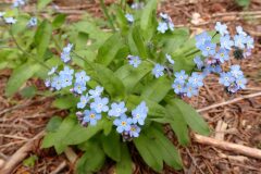 Myosotis decumbens teresiana_Merce Vallicrosa CC BY-NC