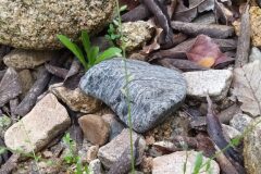 Myosotis ramosissima ramosissima_Merce Vallicrosa CC BY-NC