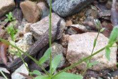 Myosotis ramosissima ramosissima_Merce Vallicrosa CC BY-NC