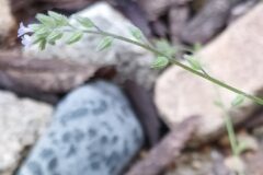 Myosotis ramosissima ramosissima_Merce Vallicrosa CC BY-NC