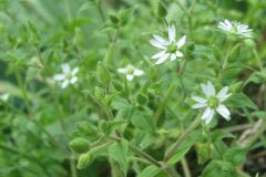 Myosoton aquaticum_Jordi Puyuelo