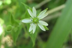 Myosoton aquaticum_Jordi Puyuelo