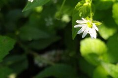 Myosoton aquaticum_Merce Vallicrosa CC BY-NC