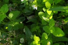 Myosoton aquaticum_Merce Vallicrosa CC BY-NC