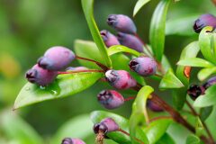 Myrtus communis_Joaquim Reberte